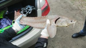 Полицейские изъяли у браконьеров километр сетей и несколько сотен ценных рыб