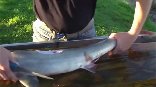 как разделать акулу смотреть онлайн