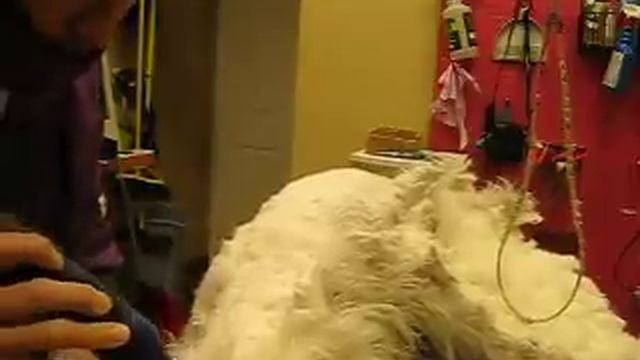 Winnie Matted Dog Groom Video 2 of 4 смотреть онлайн
