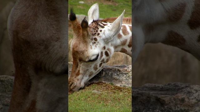 10 ИНТЕРЕСНЫХ ФАКТОВ О ЖИРАФАХ | 10 INTERESTING FACTS ABOUT GIRAFFES смотреть онлайн