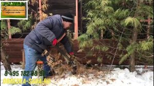 Обрезка плодовых деревьев весной