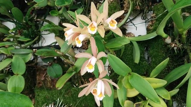 Cattleya forbesii смотреть онлайн