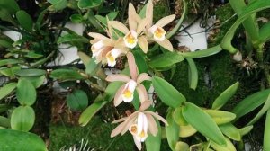 Cattleya forbesii
