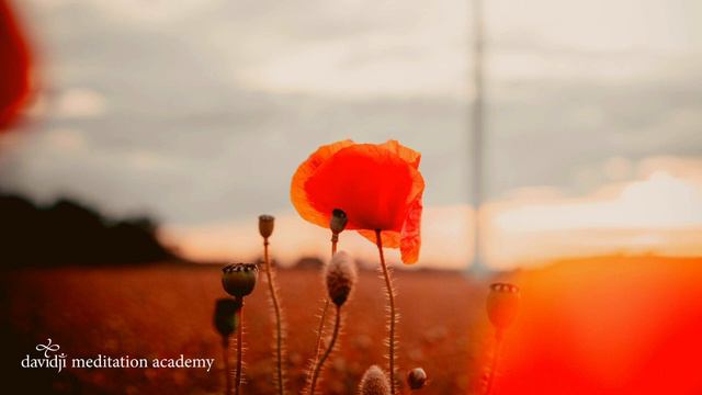 20 Minute Guided Meditation for Healing EMOTIONAL PAIN & Your HEART CHAKRA | davidji смотреть онлайн