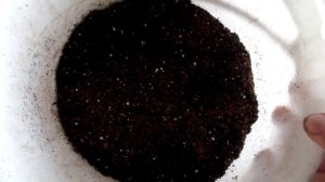 Алоказия: размножение и реанимация уценённого растения .Часть 1-я