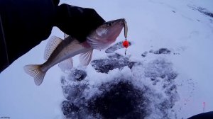 Как поймать СУДАКА на течении Эта СНАСТЬ ЛОВИТ! Зимняя Рыбалка