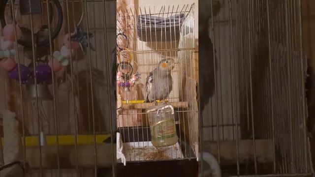 Корелла самка говорит. смотреть онлайн