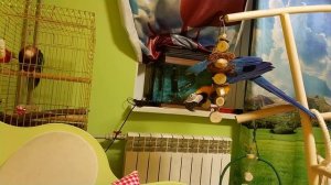 Попугай ара балуется на качеле