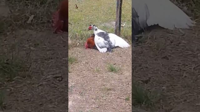 rooster vs duck fight