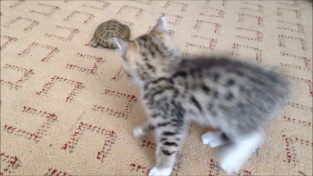Кот атакует черепаху / Cat attacks a turtle смотреть онлайн