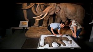 RR150205 008часть01 Удастся ли ученым клонировать мамонта