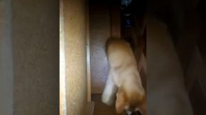 Кот играет с бутылкой