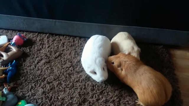 Морские свинки драка. смотреть онлайн