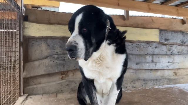 Черный Барон/Сатар Берег дочкой Натахой.Бульдозера линия.САО/алабай.РКФ.+79157787787 смотреть онлайн
