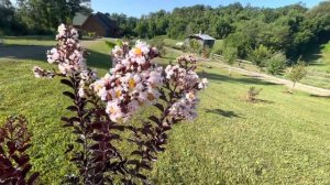 Pure White’- Indian lilac, (Lagerstroemia,crape myrtle)Індійський бузок (Лагерстремія,креповий мирт