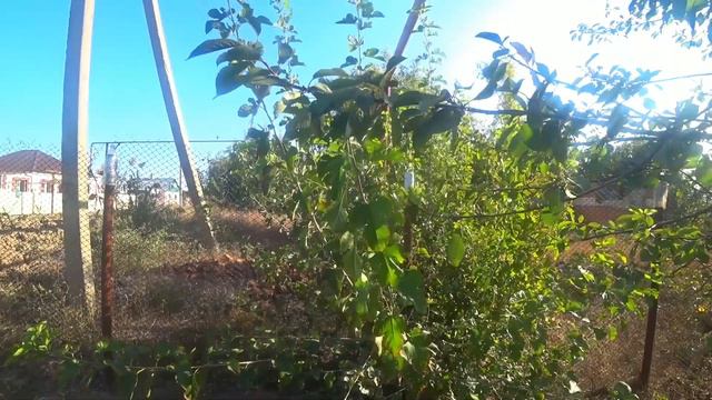 Жизнь на юге. Погода в сентябре, как летом.Огородные дела 22.09.2020 Все жгут траву.