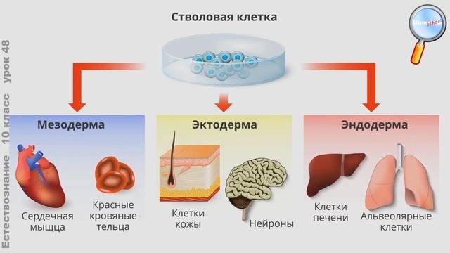Естествознание 10 класс (Урок№48 - Самоорганизация в развитии организмов.)