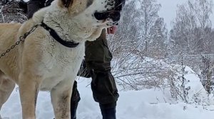 Супер сильный Алабай. Рвет цепи и кольца.
