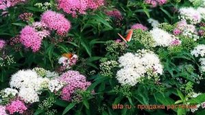 Спирея японская Генпей (spiraea japonica genpei) ? Генпей обзор: как сажать, саженцы спиреи Генпей