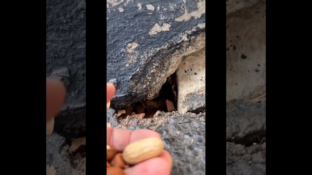 ОЧЕНЬ МИЛЫЕ ВИДЕО С ЖИВОТНЫМИ | TIK TOK 2023 | ЖИВОТНЫЕ | МИЛОТА смотреть онлайн