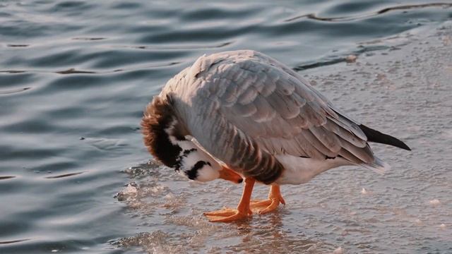 Canon R6 объектив canon RF 100-400mm f/5.6-8 IS USM смотреть онлайн