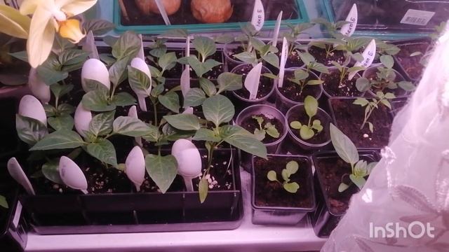 Фитолампа или белый свет. Эксперимент с рассадой. смотреть онлайн