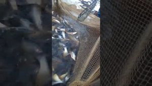 Зимняя рыбалка  местные ханты