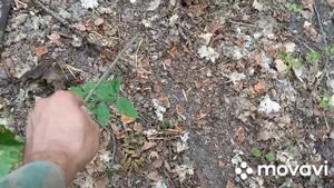 Проверка барсучьего городка. Как определить активность барсука в лесу (тропы, места жировки) 2021.