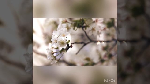 Истинная красота-это понятие объективное или субъективное? смотреть онлайн