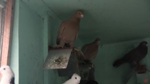 Бойные игровые косматые голубе.Тренировка,разведение,содержание.Беларусь.