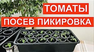 Ранний посев томатов! Всходы и пикировка томатов.