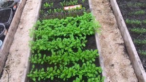 25 апреля - первое употребление из теплицы ранних салатов.Закаливание рассады в теплице.