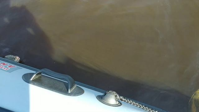 Фидер или кольцо?Ловля с лодки на реке Волхов.