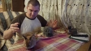 Декоративные карликовые кролики породы Рекс: размер, вес, габариты