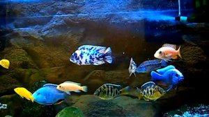Цихлиды малави. My aquarium. Cichlids oz.Malavi. Utaka.
