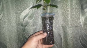Эводия Даниэля/пчелиное дерево