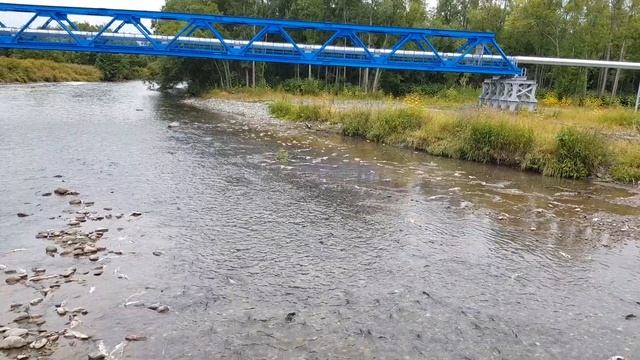 Река Коль. Камчатка. Путина 2018. Kohl River. Kamchatka. Putin's 2018.