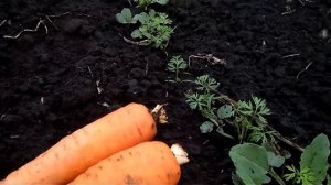 обработка моркови керосином,соляркой от сорняков часть 2 итоги