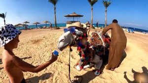 Как спит и просыпается верблюд. Невероятно! Cон верблюда