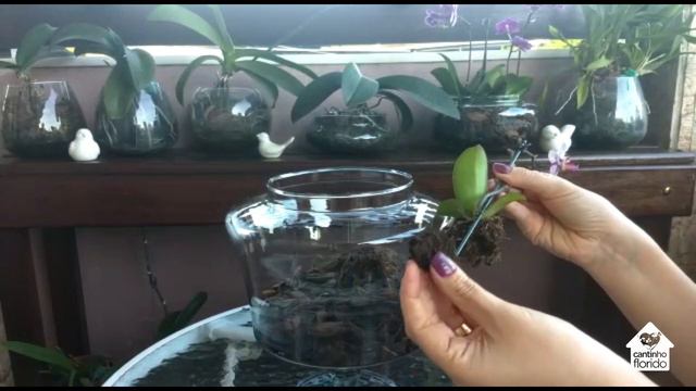 Replante de mini orquídea phalaenopsis - Cultivo em vidro смотреть онлайн