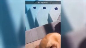 Смешные Видео С Животными 2022 ?