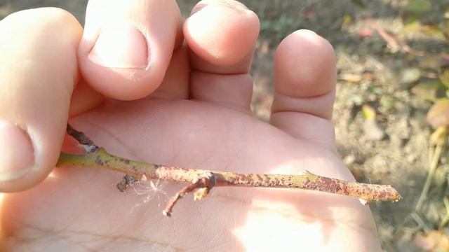 Болезни голубики.А так же последние обработки на ягодных культурах. смотреть онлайн