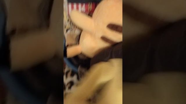 бокси бу 4. короткая серия смотреть онлайн