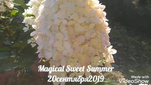 20сентября2019 Карликовая Метельчатая Гортензия Magical Sweet Summer ?✌️
