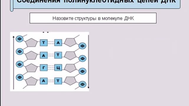 Нуклеиновые кислоты ДНК и РНК смотреть онлайн