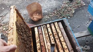 Сборка пчёл в зиму.