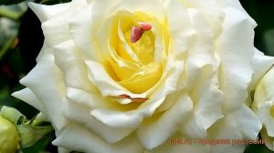 Роза плетистая Эльф ? плетистая роза Эльф обзор: как сажать, саженцы розы Эльф