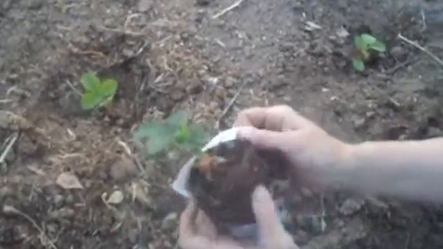 клубника часть 2 смотреть онлайн