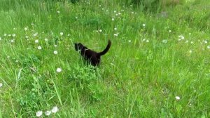 Cat marks territory.  Кот метит территорию