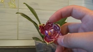 Phal KS Super Zebra - просто потрясающий аромат!!!!!